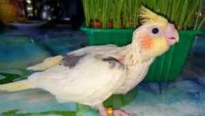 Как да се определи възрастта на кората, разберете епохата на папагала